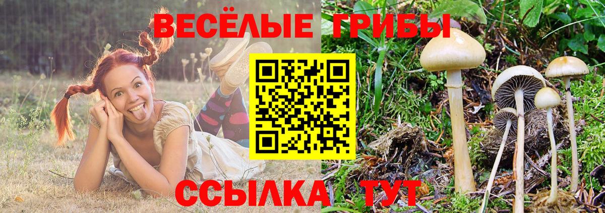 Домодедово  Галлюциногенные грибы Psilocybine cubensis  Вход с VPN 